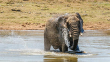Load image into Gallery viewer, Elephant Water Fun Series
