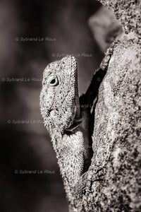Agama on a Rock