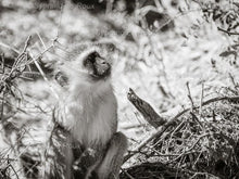 Load image into Gallery viewer, Deep in Thought
