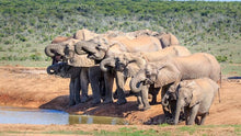 Load image into Gallery viewer, African Elephants Thirst
