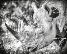 Load image into Gallery viewer, Dozing Rhino
